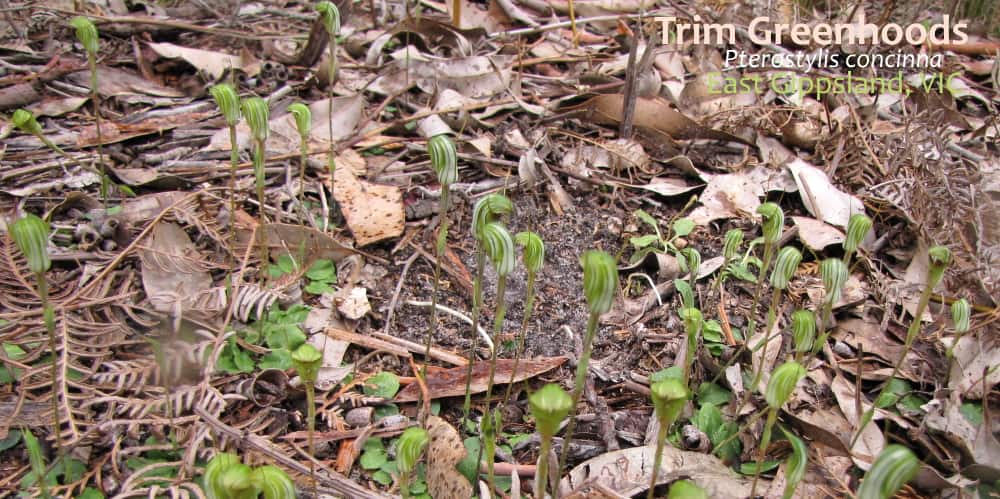 Pterostylis concinna colony East Gippsland