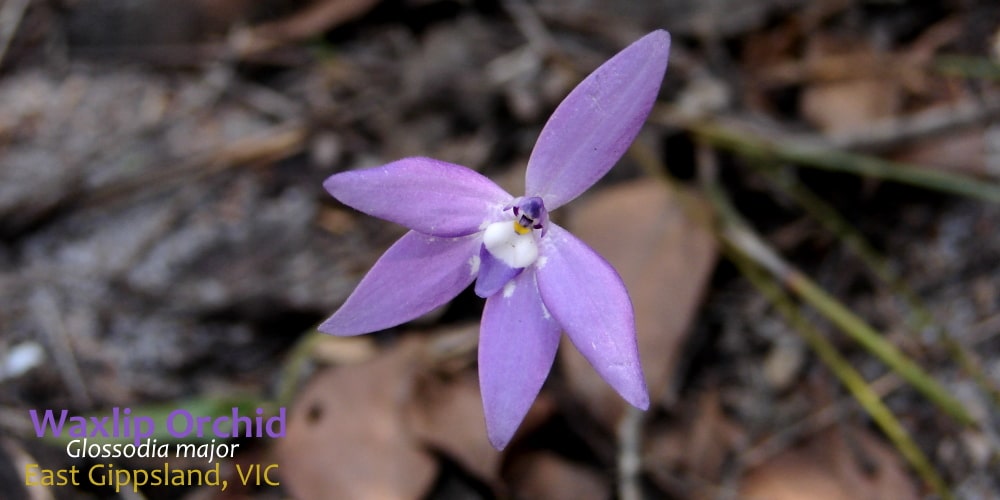 Waxlip Orchid flower