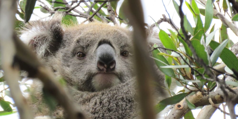 About Koala KiKi