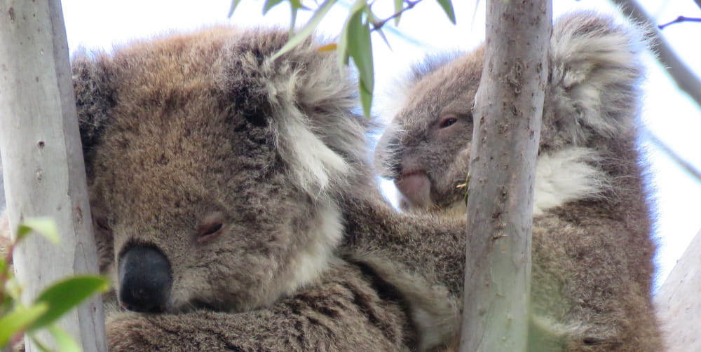 wild koala joey #wildkoaladay