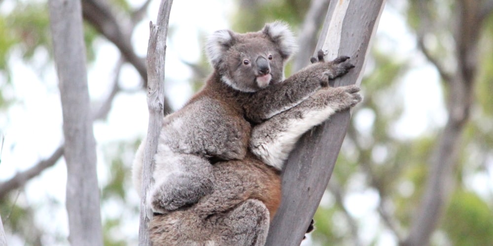 wild koala joey climbing