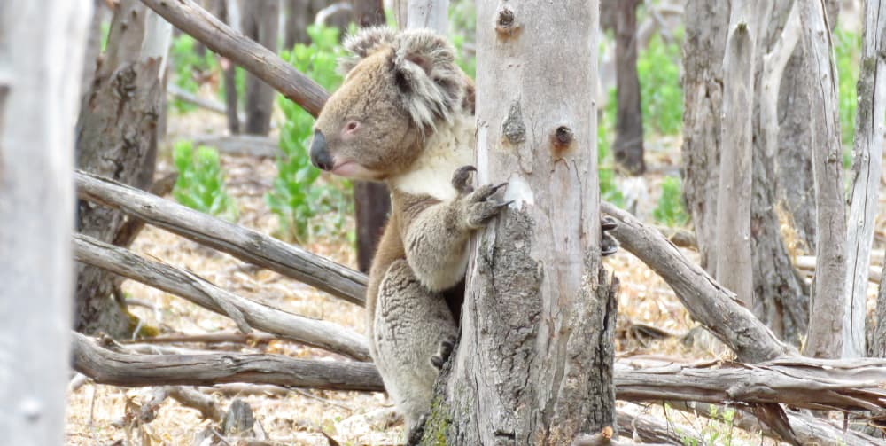 wild koala Lluvia climbing tree
