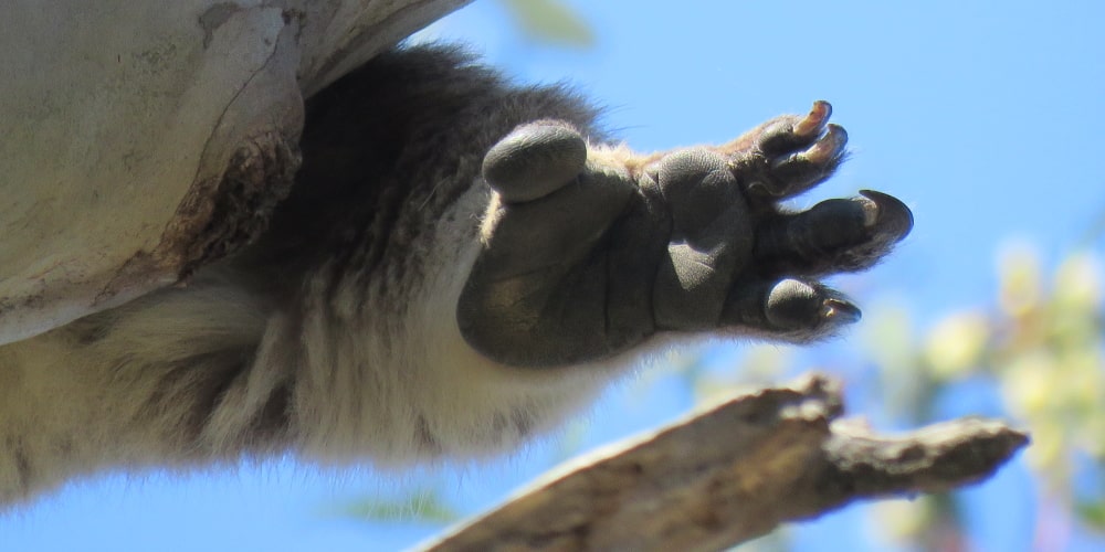koala feet soles for climbing
