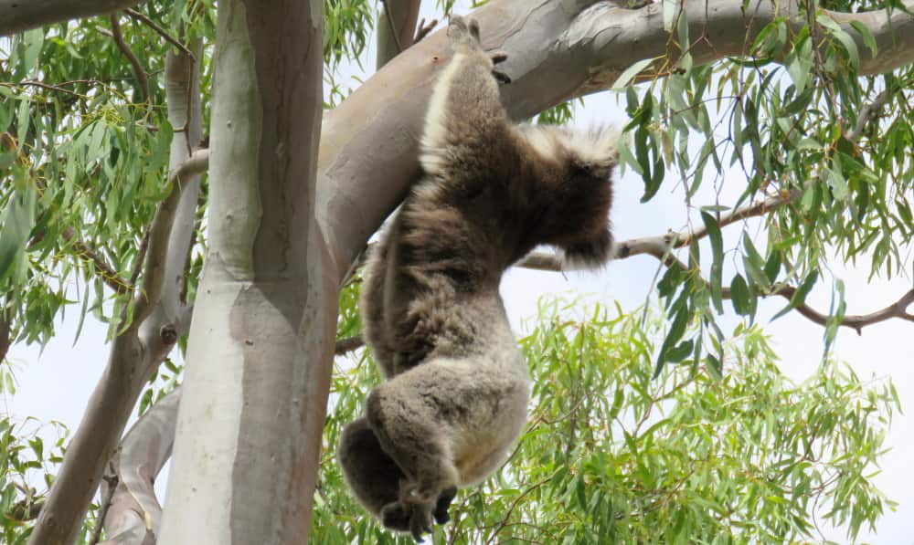 Koala climbing hanging from branch hands only