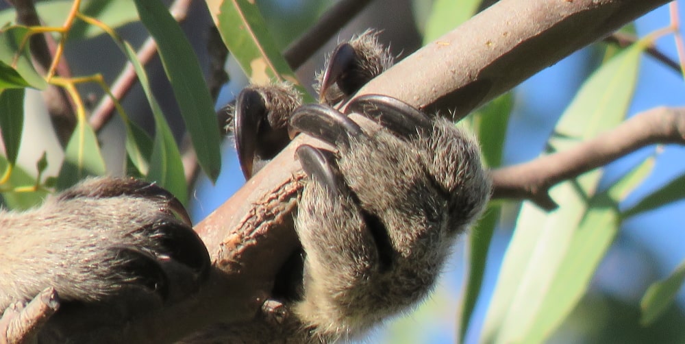 koala hands claws for climbing