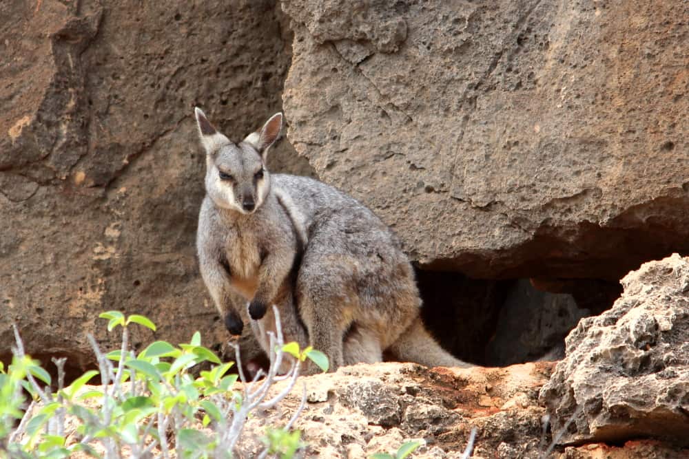 Meet The Shy Black-Flanked Rock-Wallaby