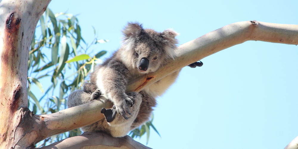 elderly koala in tree