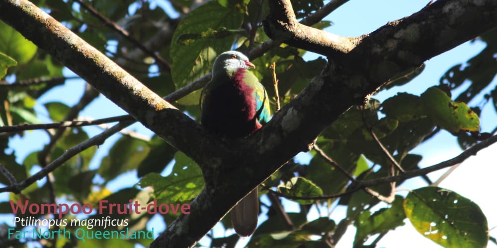 rainforest dove far north queensland