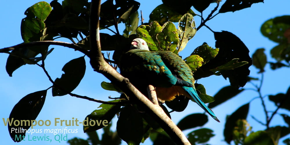 pigeon in rainforest queensland