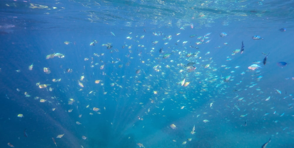 Delightful little fish of Ningaloo Reef | Echidna Walkabout Tours