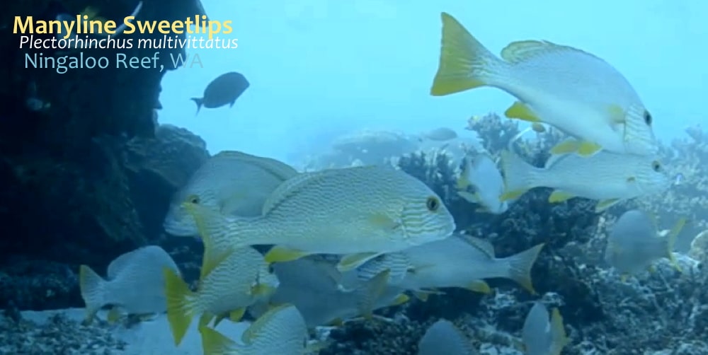 Delightful little fish of Ningaloo Reef | Echidna Walkabout Tours