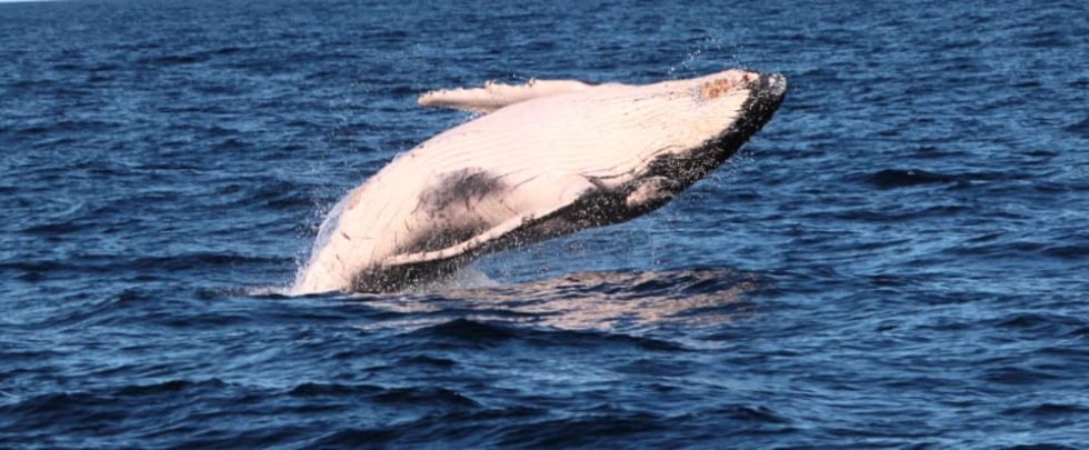 Amazing & Different Facts: Humpback Whales | Echidna Walkabout Tours