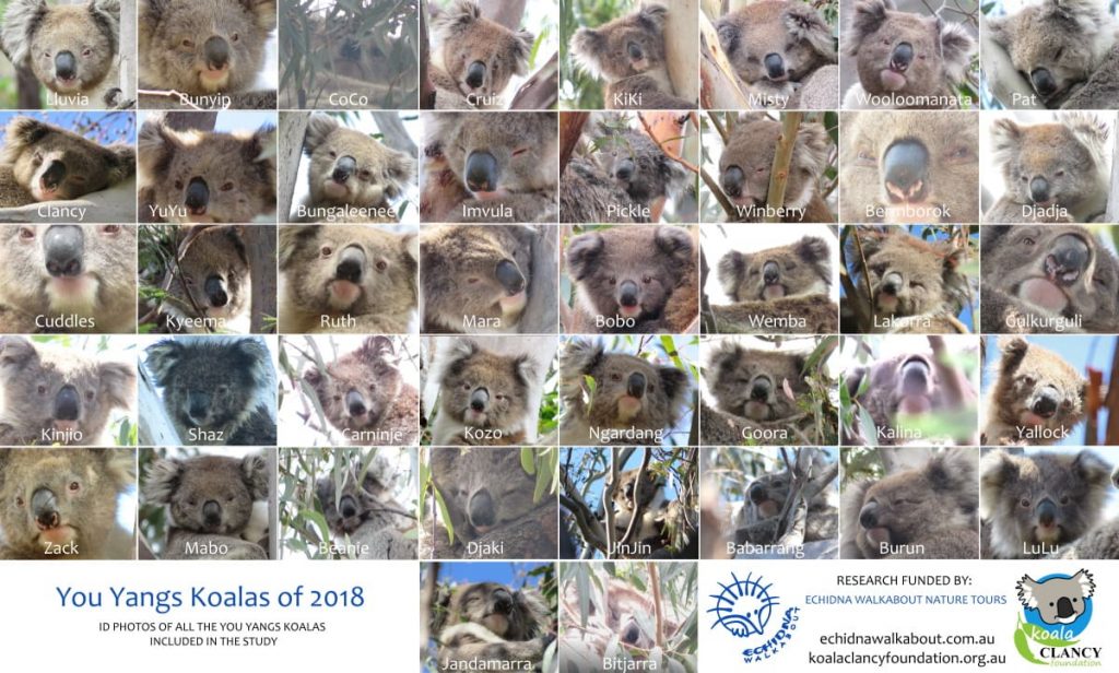 Koala nose recognition diagram 2018 research