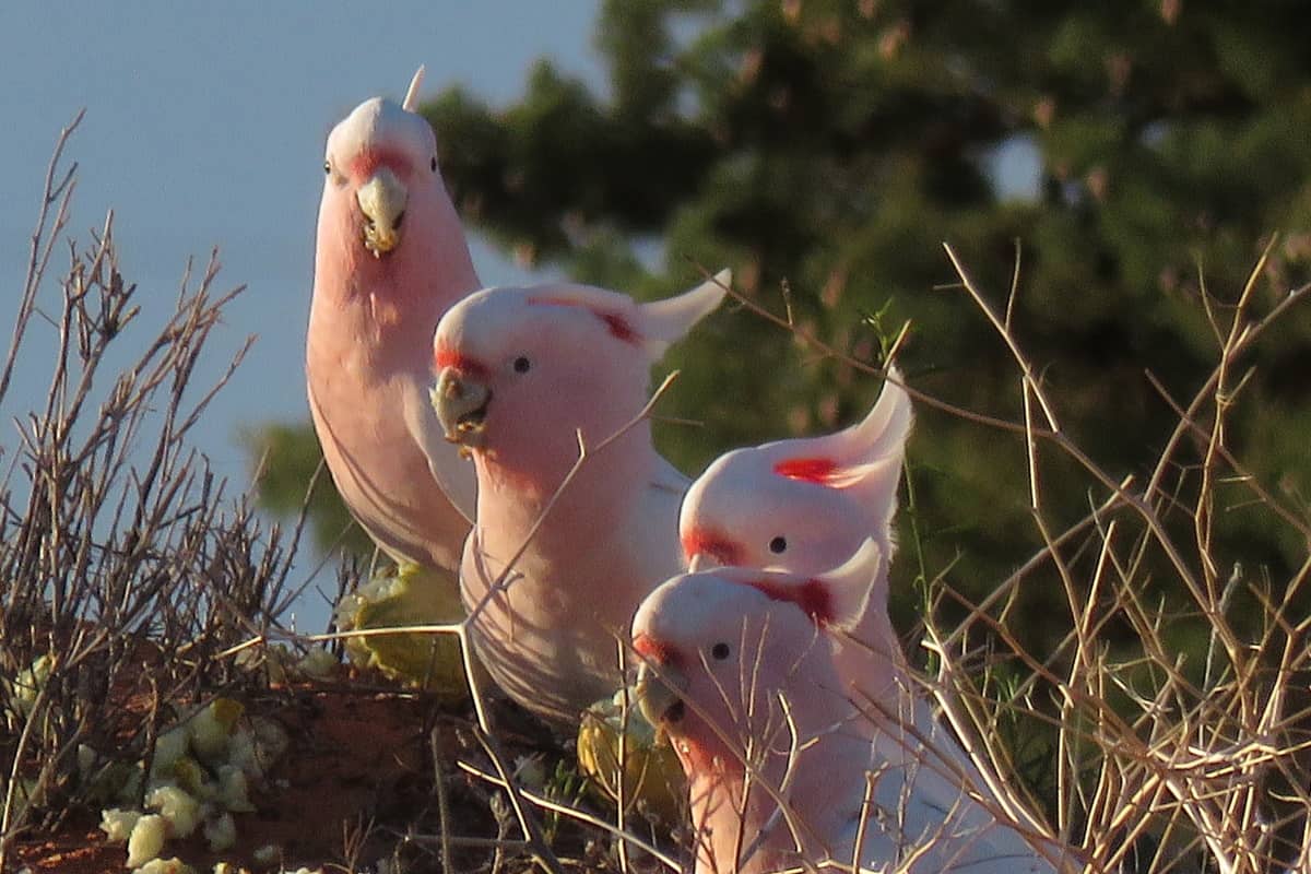 Pink-Cockatoos-coast-mountains-forests