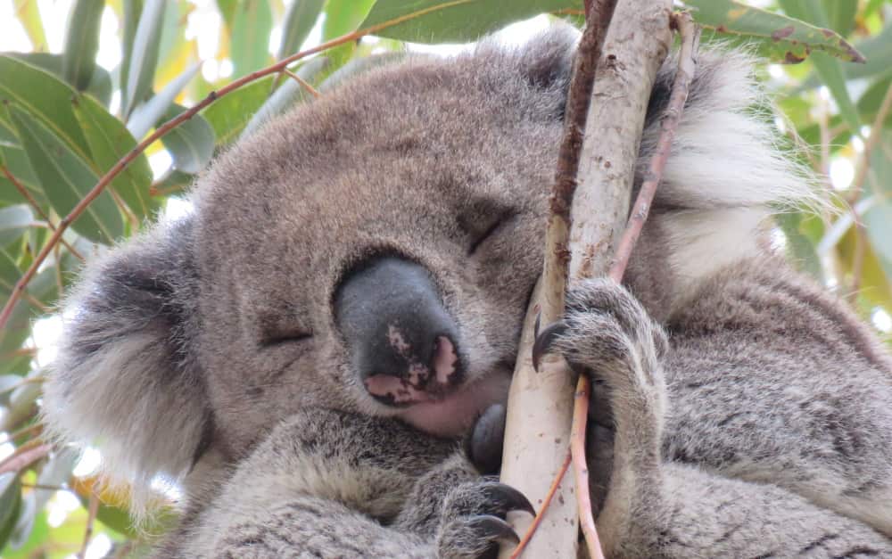 sleepy male koala