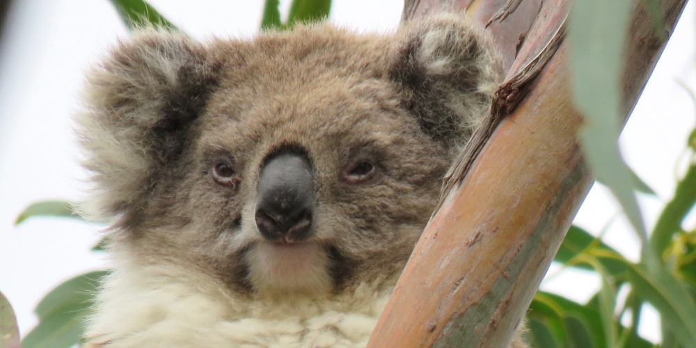 mature female koala Mear in 2020