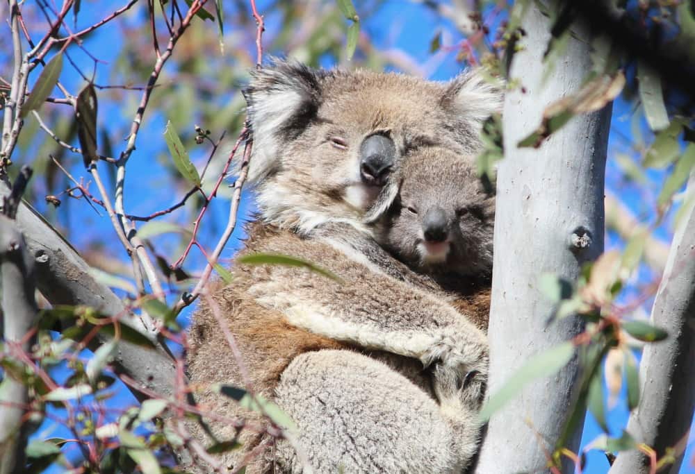 mother koala with joey cuddling