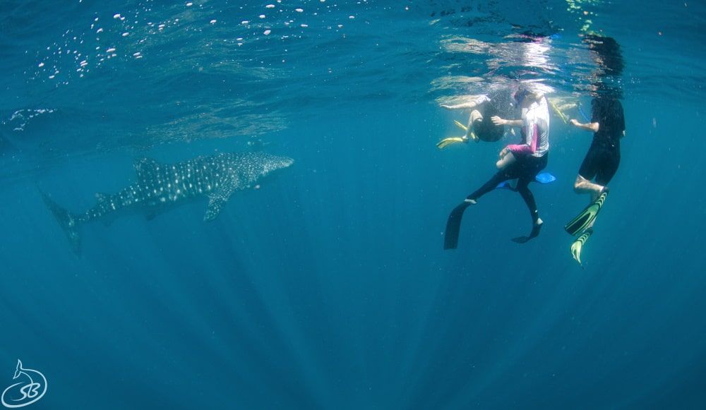 Whale sharks thriving in waters off Australia