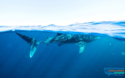 Amazing new facts about Whale Sharks