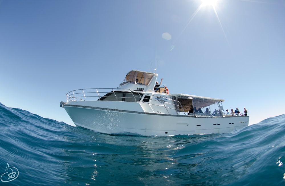 whale shark tour operator