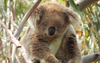 About Koala Babarrang