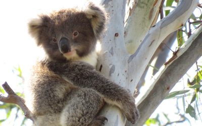About 3 year old female koala CoCo