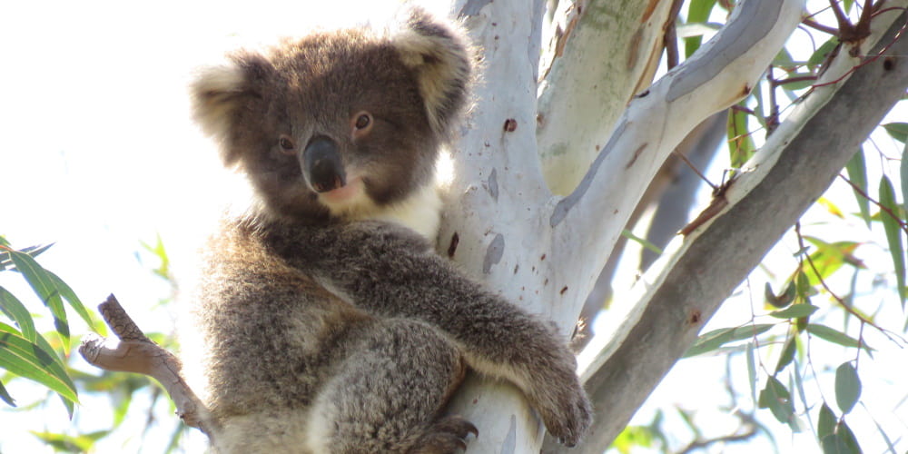koala joey kallama