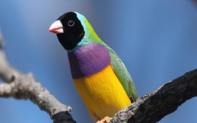 5 reasons to learn birds at the Katherine Bird Festival