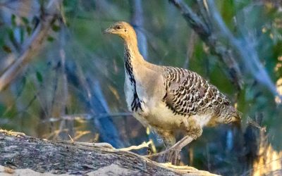 5 big lessons the endangered Malleefowl taught me