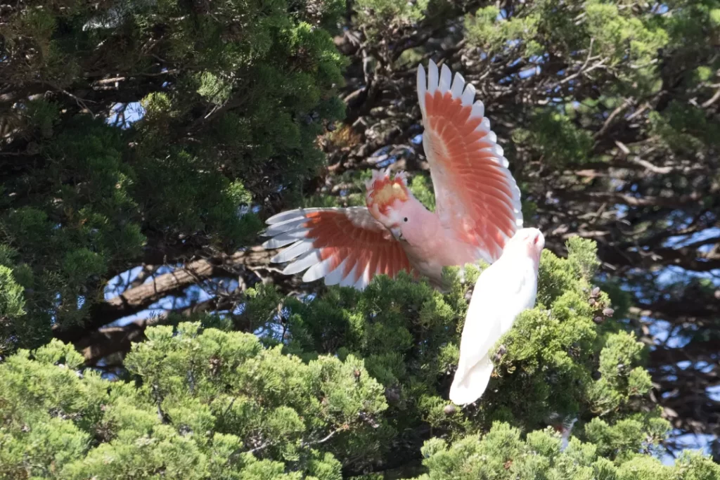 Love finding birds Pink Cockatoos Mungo National Park Martin Maderthaner Echidna Walkabout