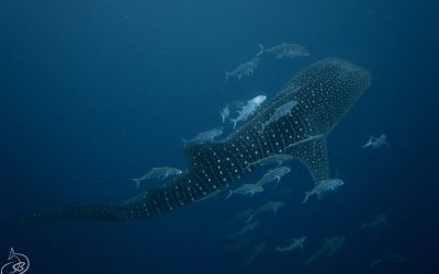 Love letters from Ningaloo. Does cold water help whale sharks get hot?