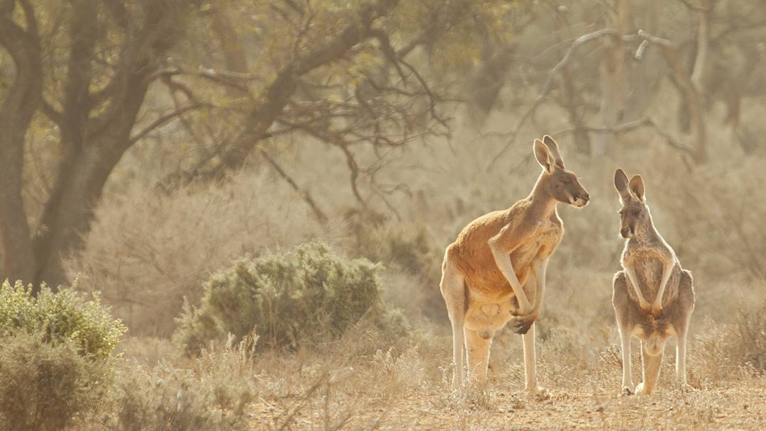 Winner of the best photo competition "Courtship" Red Kangaroos male and female Mungo National Park