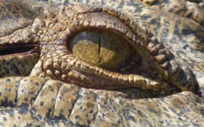 Can crocodile eyes help control feral pigs in Australia’s tropics?