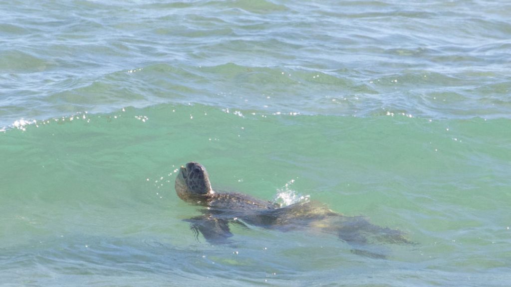 Ningaloo Green Sea Turtle comes up for air Coincidences at Ningaloo