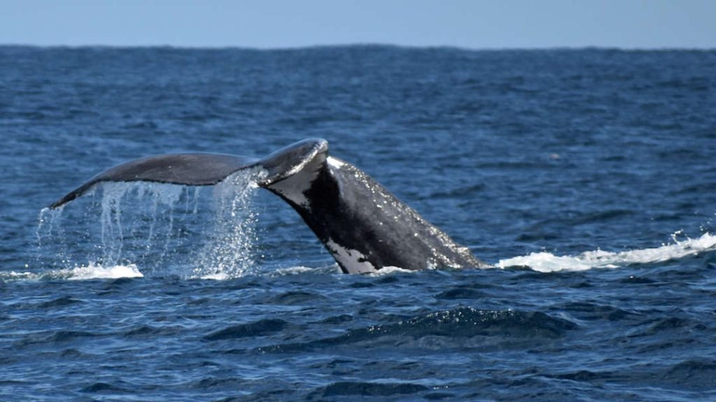 Coincidences at Ningaloo Humpback Whale at Ningaloo