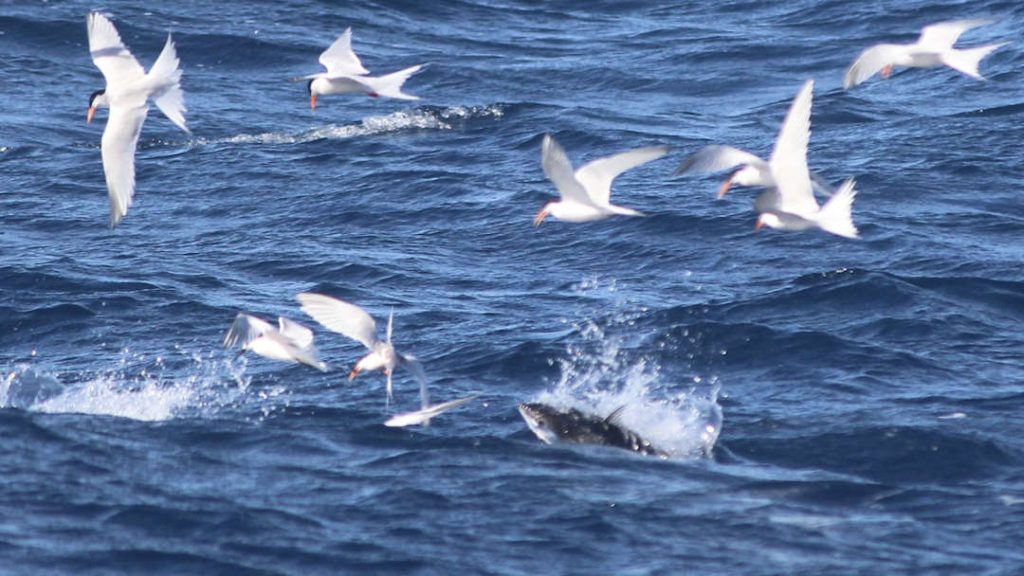 Ningaloo_Tuna_hunting_terns Coincidences at Ningaloo