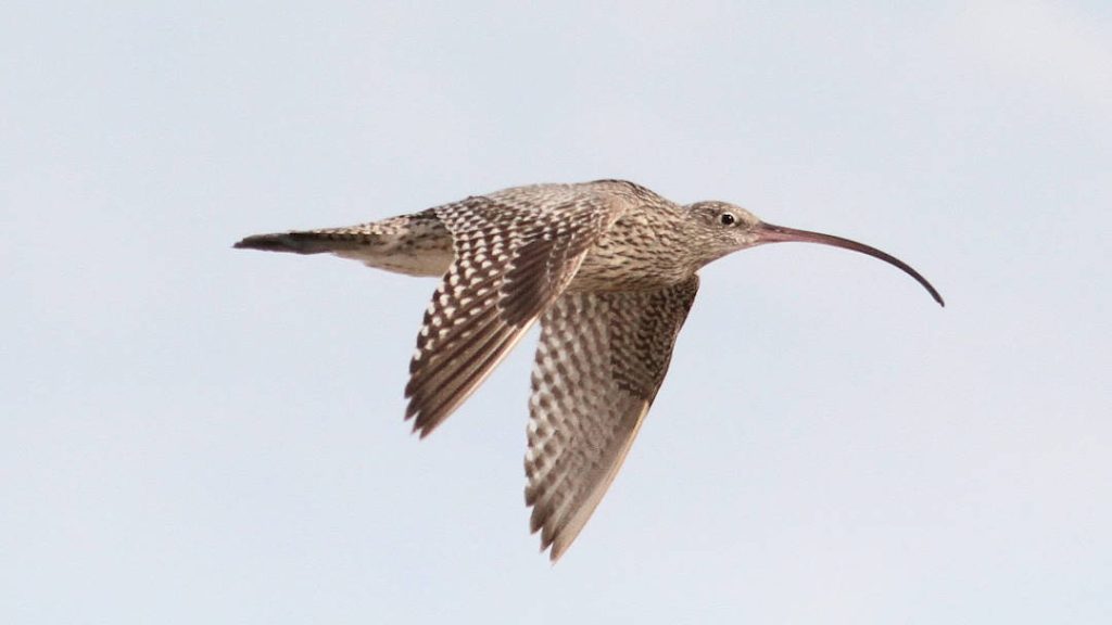 Fearless Women Fighting for Wildlife Far Eastern Curlew By Amanda Lilleyman