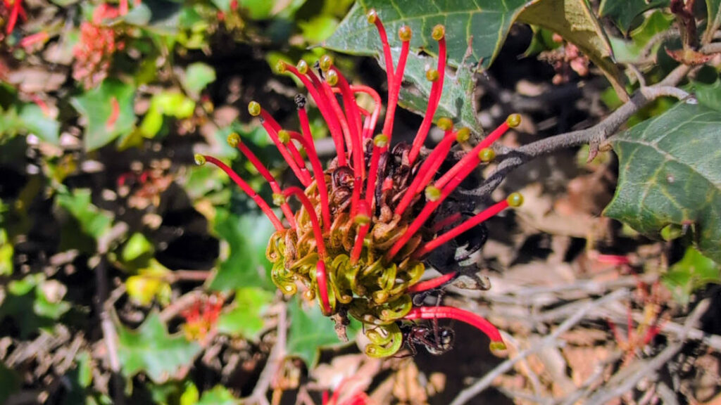 iNaturalist for beginners Brisbane Ranges Grevillea