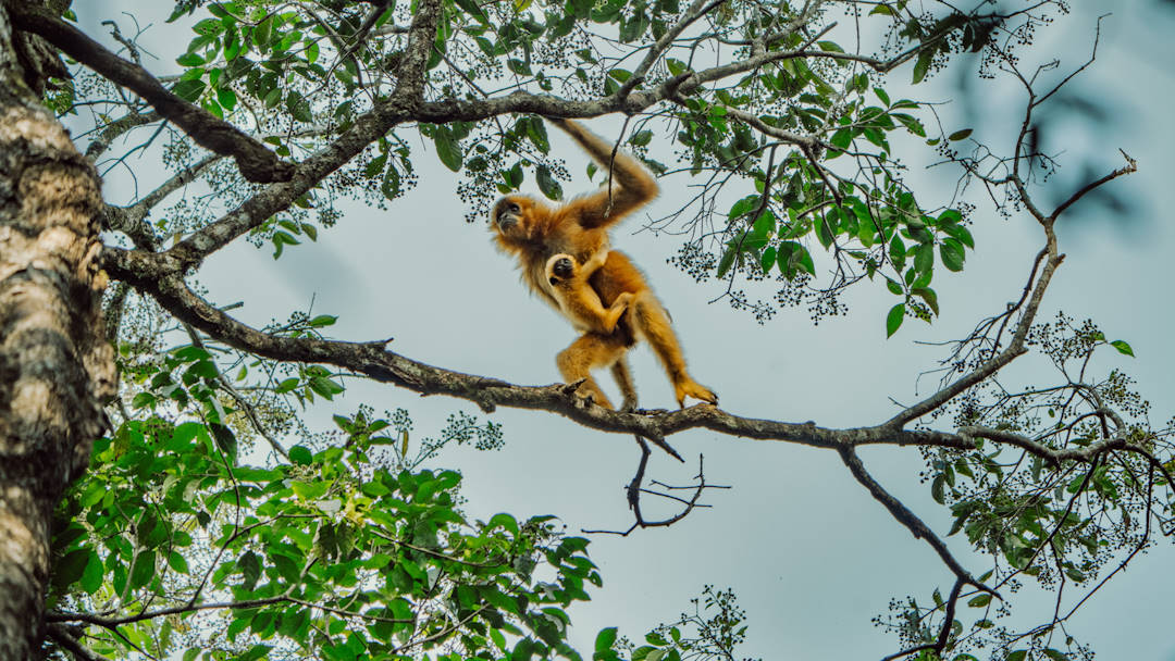 Travel for Nature Yellow-cheeked crested gibbons Keo Seima Cambodia